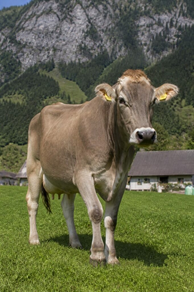 Una vacca avanza nellʼerba con uno zoccolo sollevato — Vacca domestica bruna