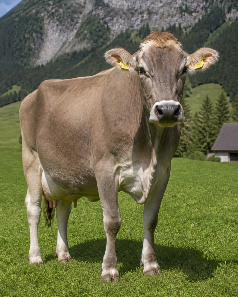 Vacca bruna in piedi in un prato di montagna — Vacca domestica bruna