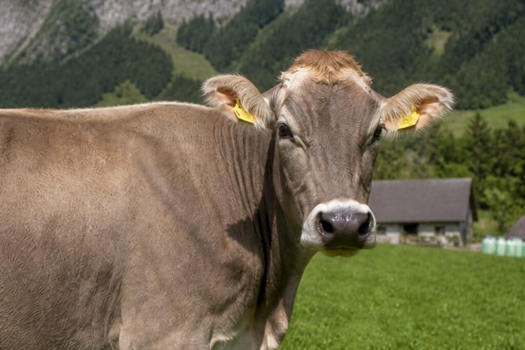 Muso grigio e orecchie marcate davanti ai pendii boscosi — Vacca domestica bruna
