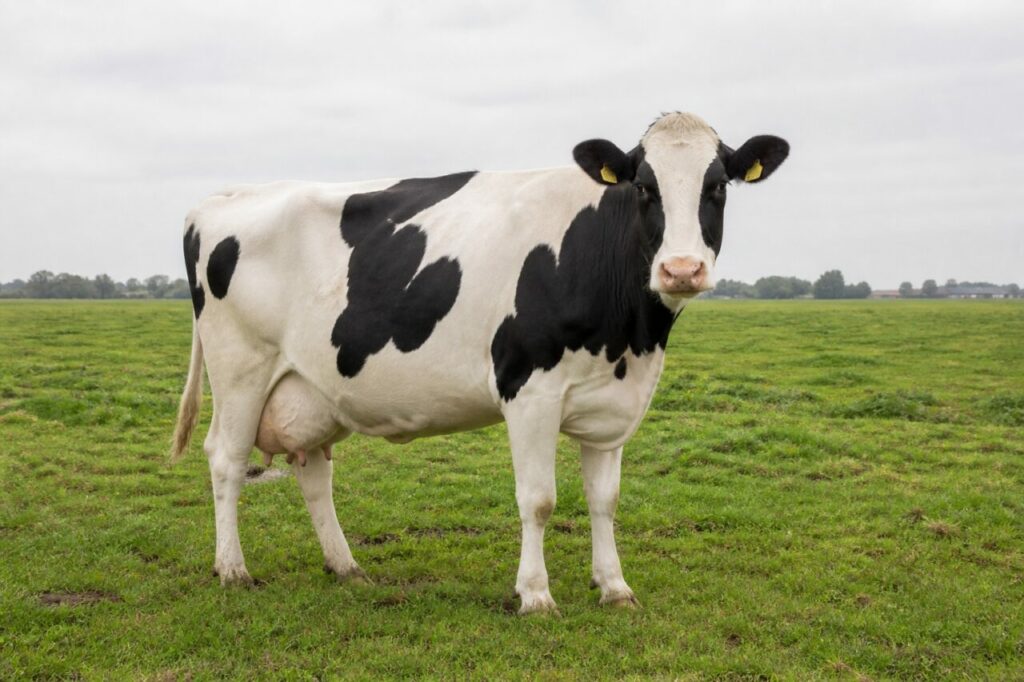 Vache Holstein-Friesian adulte dans une prairie laitière de la Frise, Pays-Bas