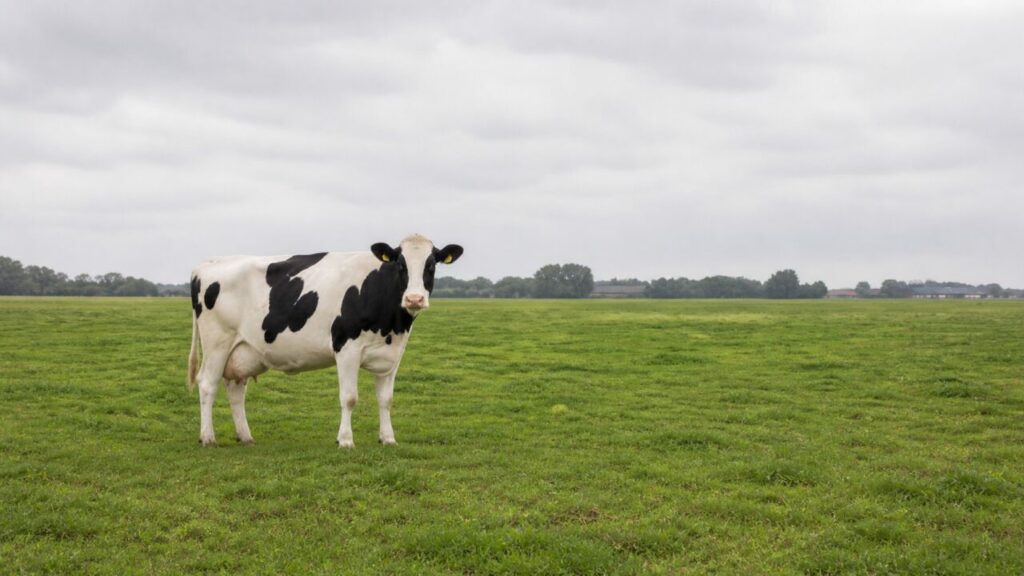 Vache Holstein-Friesian adulte en plan large dans une prairie laitière de la Frise, Pays-Bas