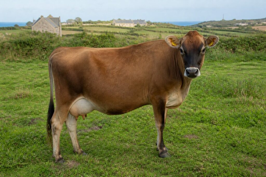 Vache Jersey adulte dans une pâture de l’île de Jersey, îles Anglo-Normandes