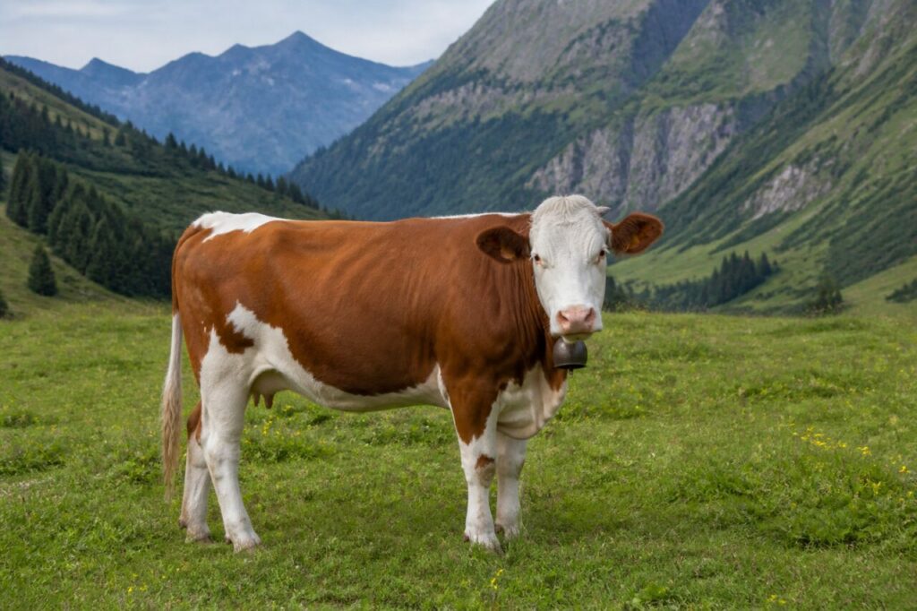 Vache Simmental suisse adulte dans la vallée de la Simme, Suisse