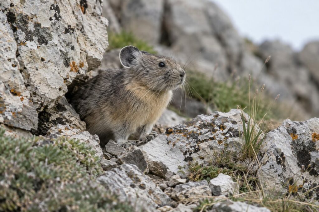 Vallée lointaine — pika d’Ili (Ochotona iliensis) sur une dalle calcaire au-dessus d’une vallée des Tian Shan