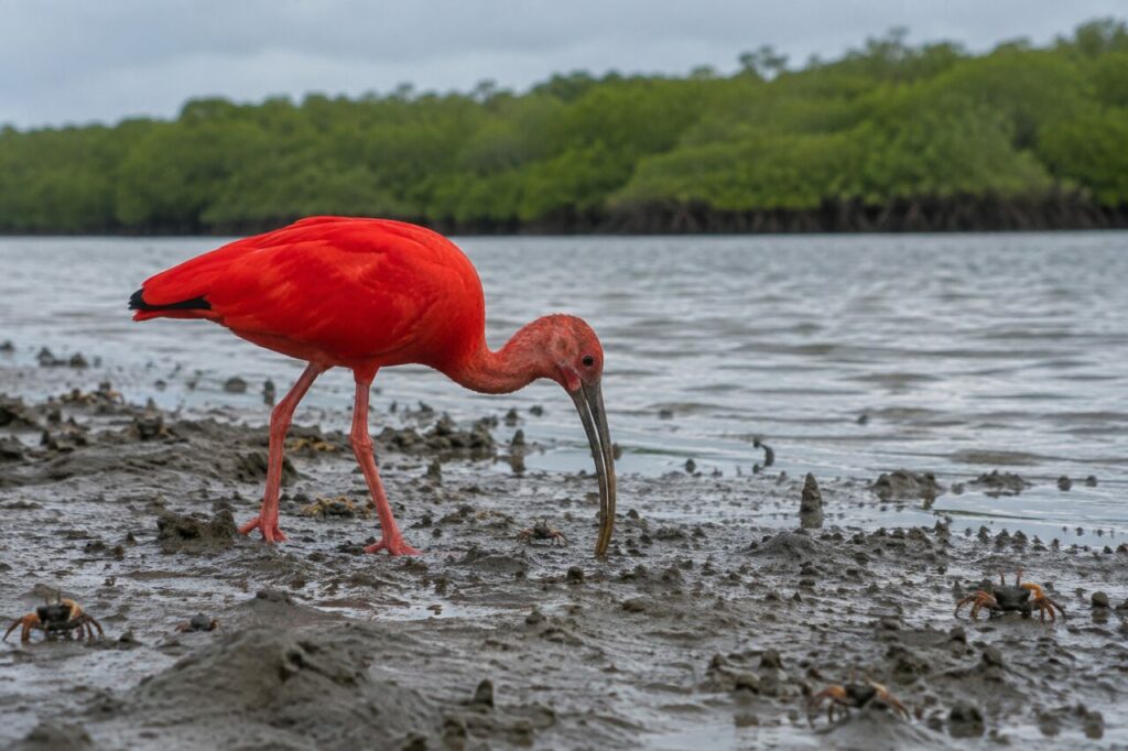 Vasière de Trinidad — ibis rouge (Eudocimus ruber), sondant la vase entre les crabes