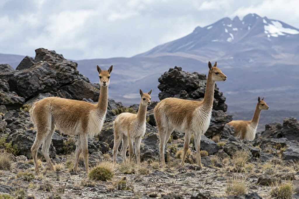 Vicunha andina — a small group near volcanic rocks