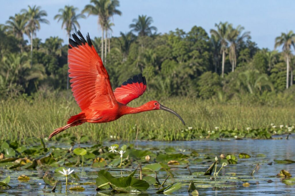 Vol au-dessus des roseaux — ibis rouge (Eudocimus ruber), rasant la zone humide brésilienne