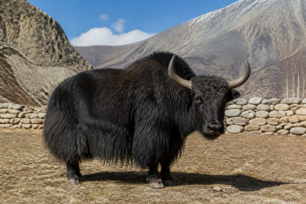 Yak domestique adulte dans une exploitation d’altitude du Mustang, Népal